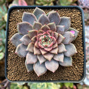 Echeveria 'Cindy' 2" Succulent Plant