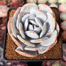 Echeveria 'Laui' 2"-3" Succulent Plant