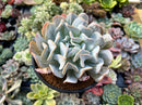 Echeveria 'Exotic' 4" Succulent Plant
