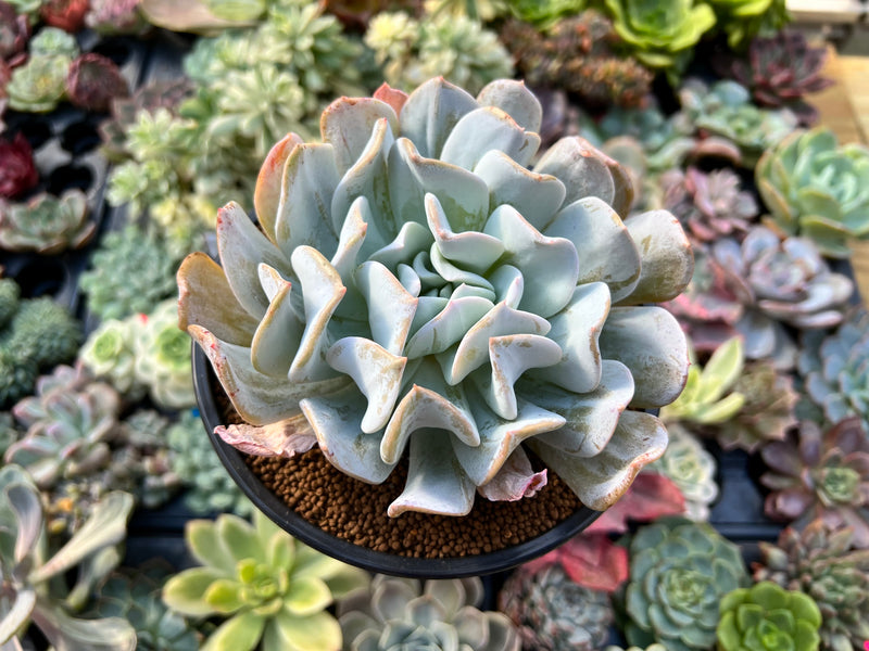 Echeveria 'Exotic' 4