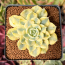 Echeveria 'Bluette' Variegated 2" Succulent Plant