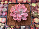 Graptoveria 'Mrs. Richards' Variegated 2" Succulent Plant