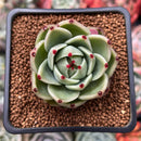 Echeveria Agavoides 'Blue Dragon' 2" Succulent Plant