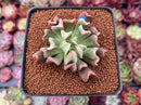 Echeveria 'Black Hawk' 2" Succulent Plant
