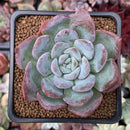 Echeveria 'Milk Rose' 2" Succulent Plant