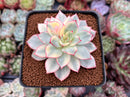 Echeveria 'Esther' Variegated 2"-3" Succulent Plant