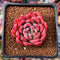 Echeveria 'Sarahime' Hybrid 1" New Hybrid Succulent Plant