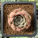 Echeveria 'Zaragoza' Hybrid 1" Succulent Plant