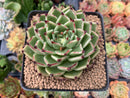 Echeveria Agavoides 'Sarabony' 3"-4" Selected Clone Succulent Plant
