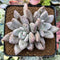 Echeveria 'Jin-Joo-Hee' 2"-3" Succulent Plant