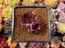 Echeveria Agavoides 'Nike' 1"-2" Cluster Succulent Plant