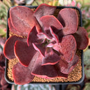 Echeveria 'Hanaikada' Non-Variegated 2"-3" Succulent Plant