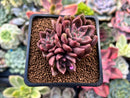 Echeveria 'Black Pettla' Cluster 2" New Hybrid Succulent Plant
