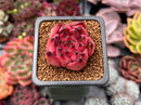 Echeveria Agavoides 'Fire Pillar' 1" Succulent Plant