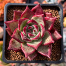 Echeveria Agavoides 'Electra' 2" Succulent Plant