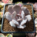 Echeveria 'Milk Purple' 1" New Hybrid Powdery Succulent Plant