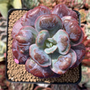 Echeveria 'Hearts Delight' 3" Succulent Plant
