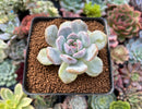 Echeveria 'Orange Monroe' 2" Succulent Plant