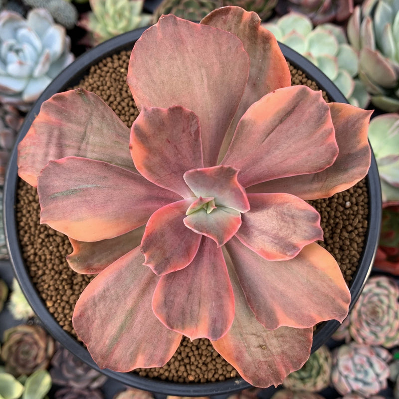 succulents phoenix Echeveria 'Red Phoenix' Variegated 4" Succulent Plant – True Succulents  Plant Co