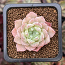Echeveria 'Lovepoem' 1" New Hybrid Succulent Plant