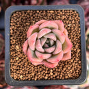 Echeveria Hybrid sp. 1" Succulent Plant