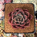 Echeveria Agavoides 'Black Tetra' 2" Succulent Plant