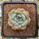 Echeveria 'Starmark' 2" Succulent Plant