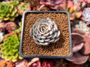 Echeveria 'Strictiflora' 2" Succulent Plant