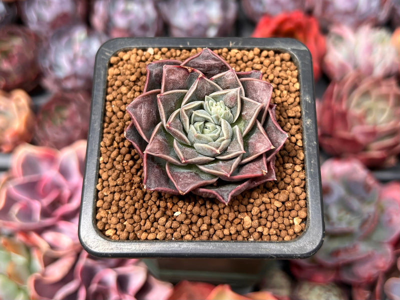 succulent drop Echeveria 'Water Drop' 1" New Hybrid Succulent Plant