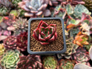Echeveria Agavoides 'Callister' 1" Succulent Plant