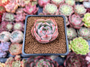Echeveria 'Steel Heart' 1" Succulent Plant