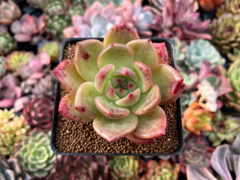 chanel succulent Echeveria 'Monroe Chanel' 3