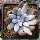Echeveria 'Tolimanensis' 2" Succulent Plant