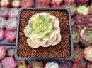 Echeveria 'Nicksana' Variegated 2" Succulent Plant