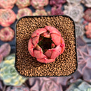 Echeveria Agavoides sp. 1" Succulent Plant