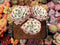 Echeveria 'Compton Carousel' 3" Cluster Succulent Plant