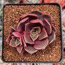 Echeveria 'Zestar' 2" Cluster Succulent Plant