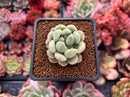 Echeveria 'Golden Velvet' 1" Succulent Plant