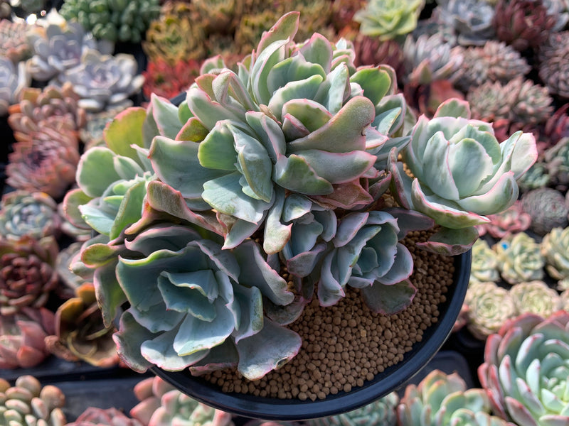 very large succulents Echeveria 'Berkeley Light' Variegated 8+ Very Large Cluster Succulent –  True Succulents Plant Co