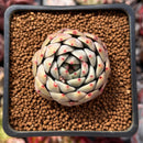 Echeveria Hybrid sp. 1" Succulent Plant