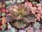 Echeveria 'Primadonna' Variegated 5"-6" Succulent Plant