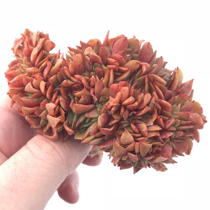 peony succulent Echeveria Peony Crested 4” Rare Succulent Plant – True Succulents Plant Co