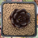 Echeveria 'Blackbird' 1" Succulent Plant