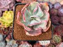 Echeveria 'Flying Cloud' Variegated 2" Succulent Plant
