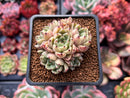 Echeveria Agavoides 'Prima' 2" Cluster Succulent Plant
