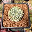 Echeveria 'Sarahime' Hybrid 1"-2" Succulent Plant