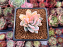 Pachyveria 'Powder Puff' Variegated 1"-2" Powdery Succulent Plant