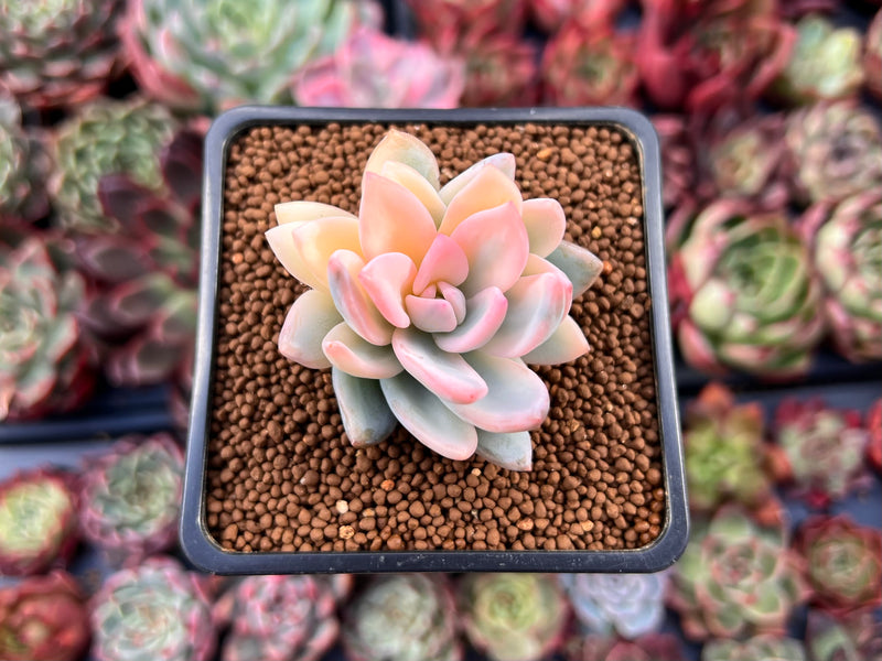 succulent powder Pachyveria 'Powder Puff' Variegated 1"-2" Powdery Succulent Plant