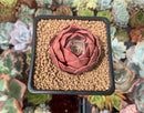 Echeveria 'Monchouchou' 2" Succulent Plant