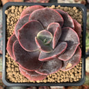 Echeveria 'Blue Metal' Non-Variegated 3" Succulent Plant